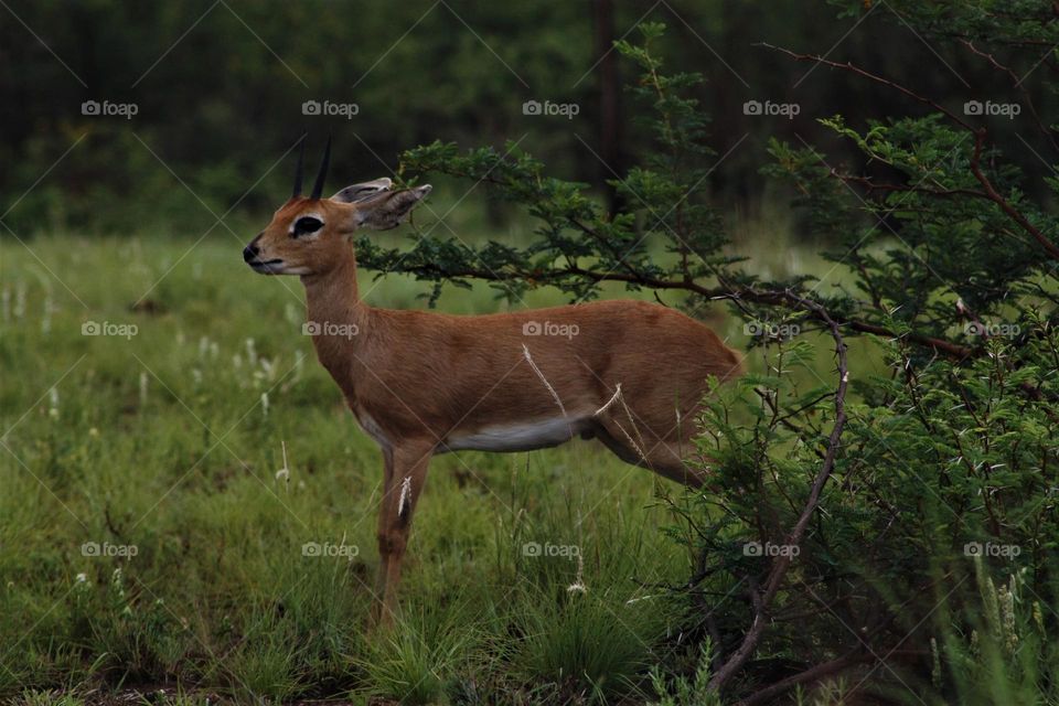 Steenbok.