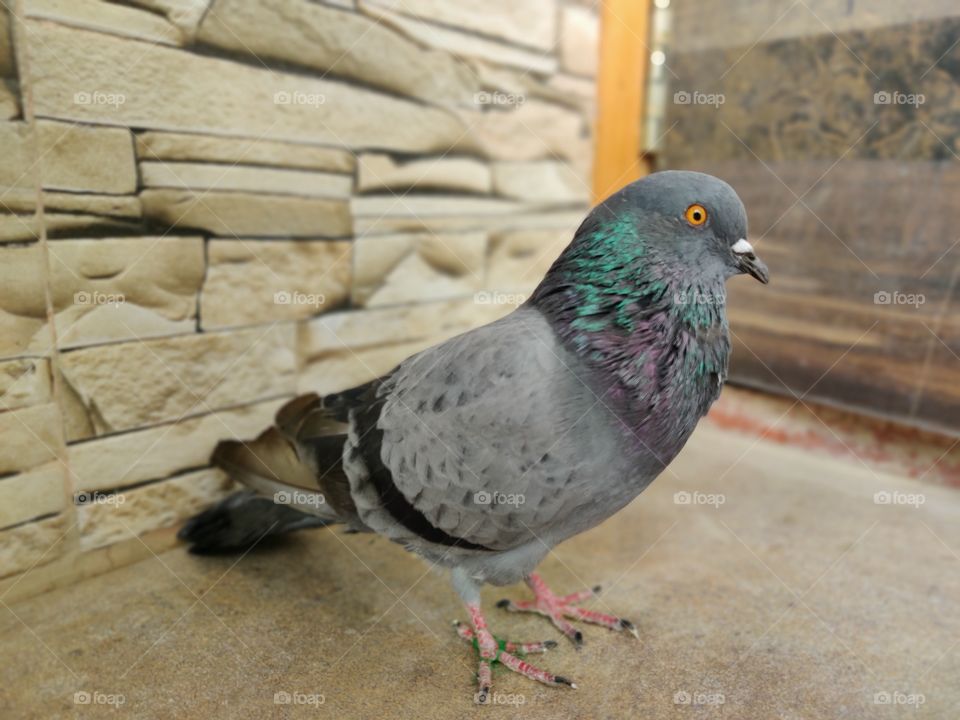 pigeon