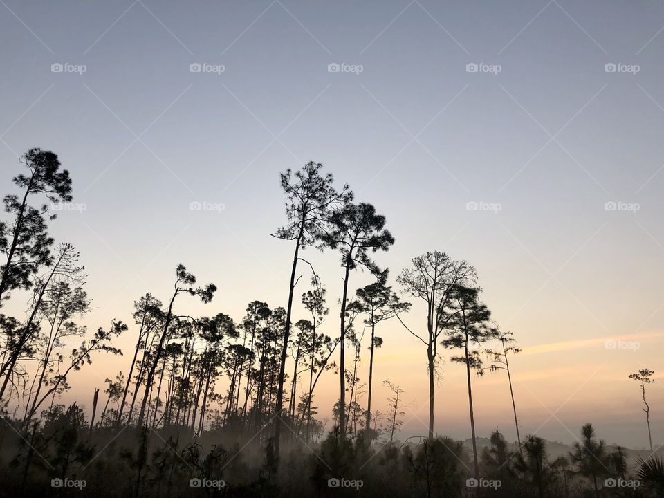 Smoke from wildfires in Florida lingering among the palm trees at dawn. 