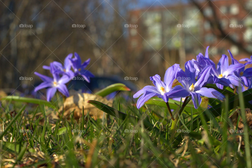 Spring flowers in Helsinki, Finland.