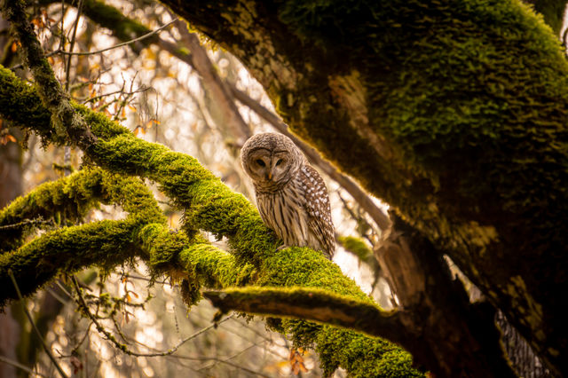 A winter solstice visitor 