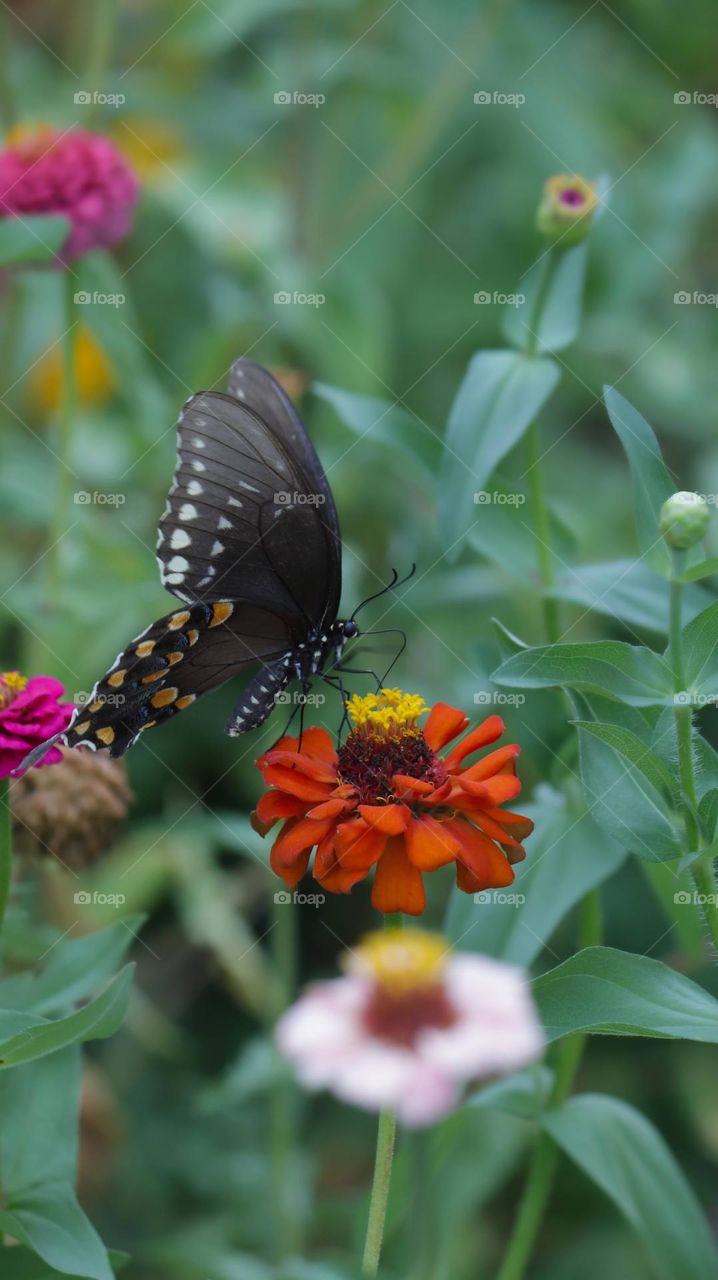 beautiful butterfly drink nectar from flower