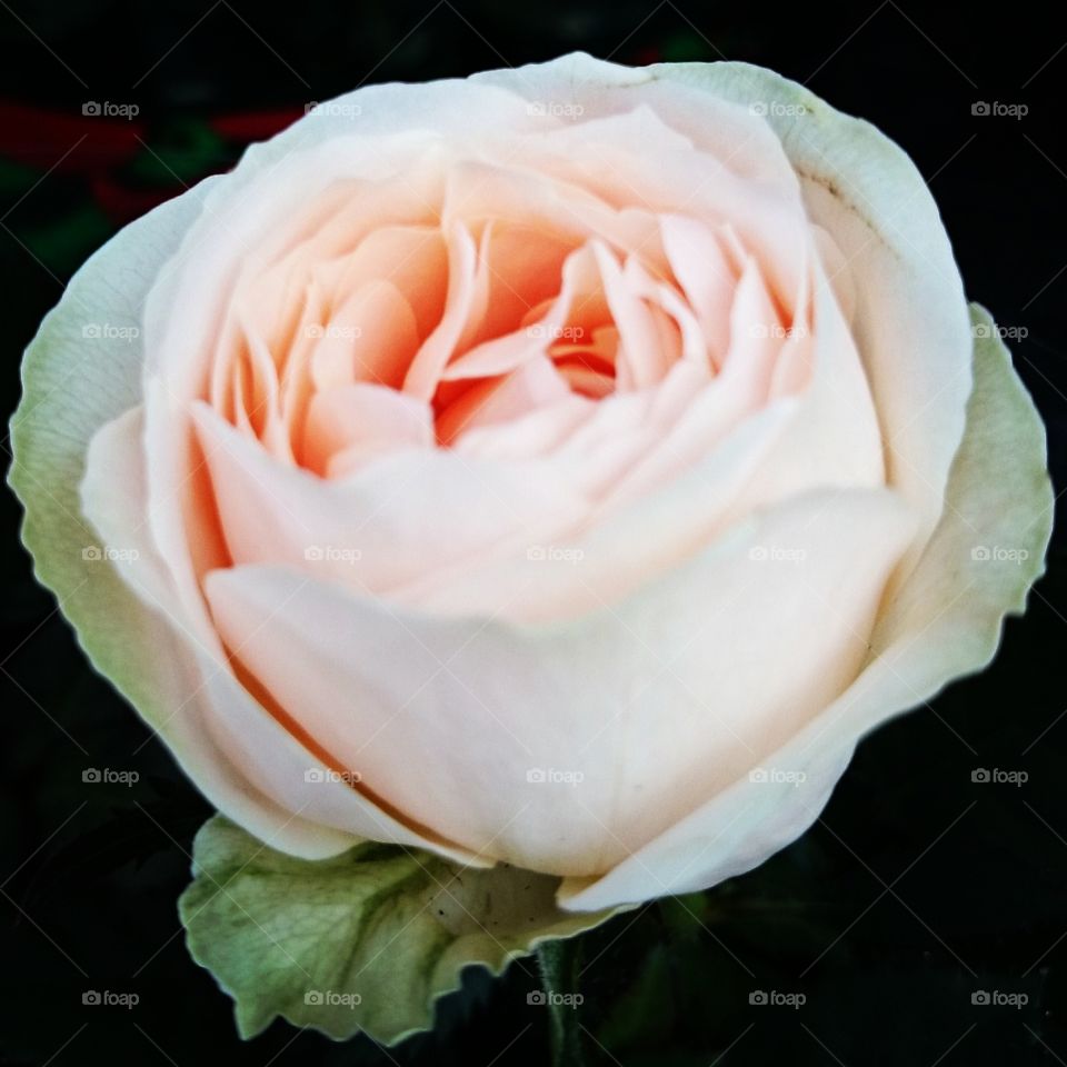 Pink rose . beautiful Pink rose 