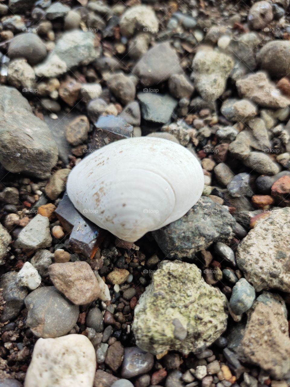 Tivela Stultorum or Pismo calm
White Beauty
It's Sea Cost
Creation of Nature 
World of Fauna