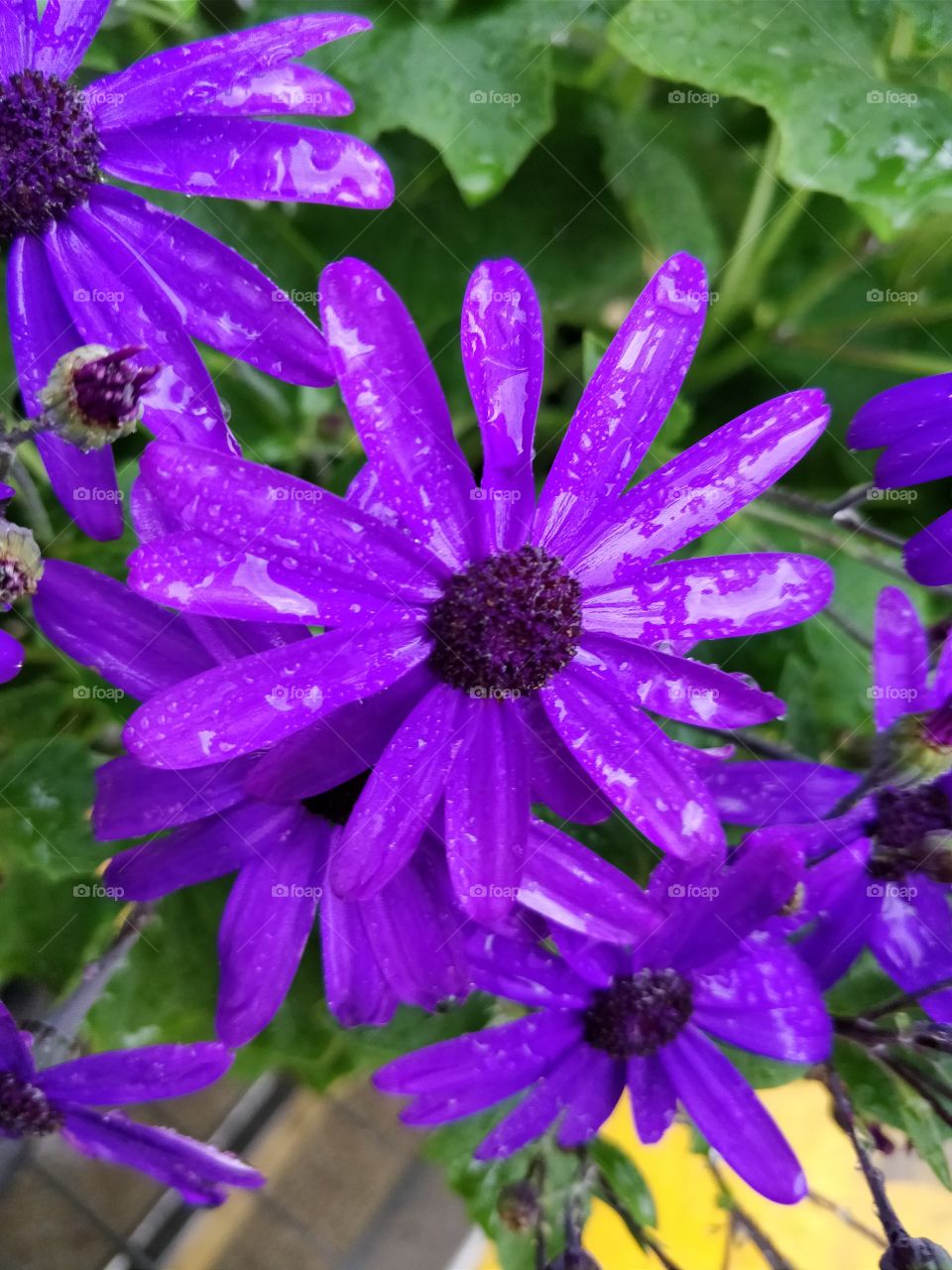 purple flower with a bee on it