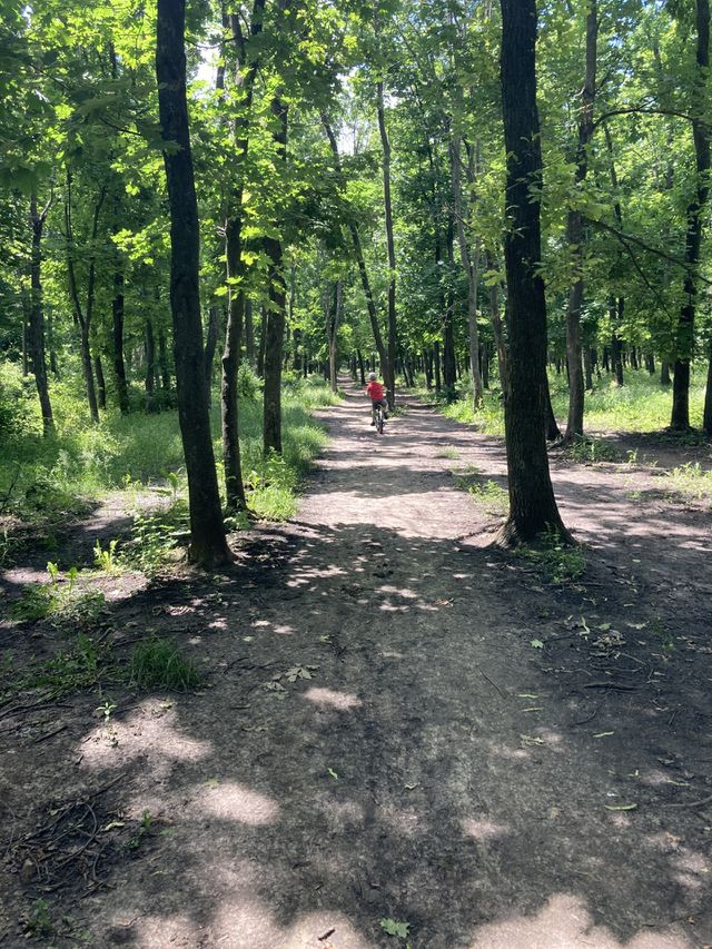 Green summer forest 