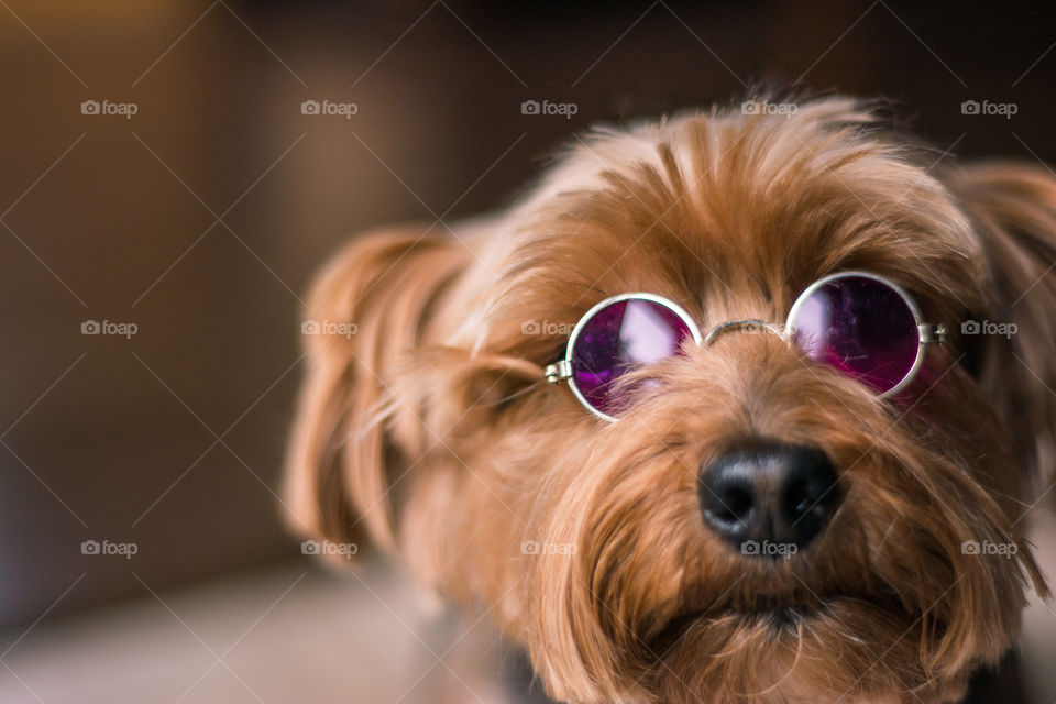 Yorkie Dog Wearing John Lennon Style Glasses