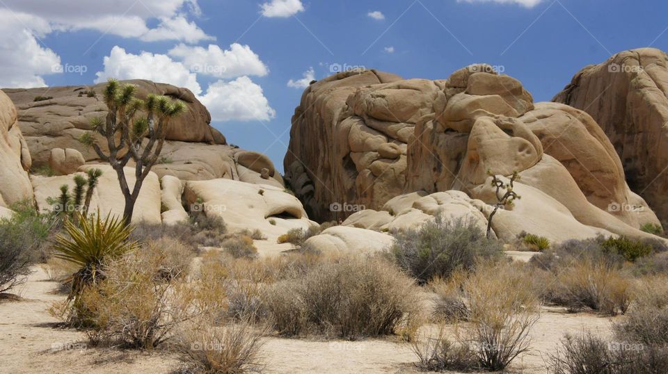 Joshua Tree