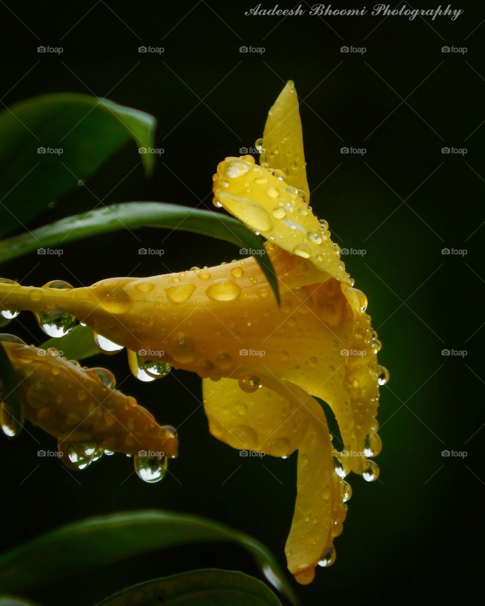 water drops. yellow flower from God's own country. rain drops touches and shining the flower.