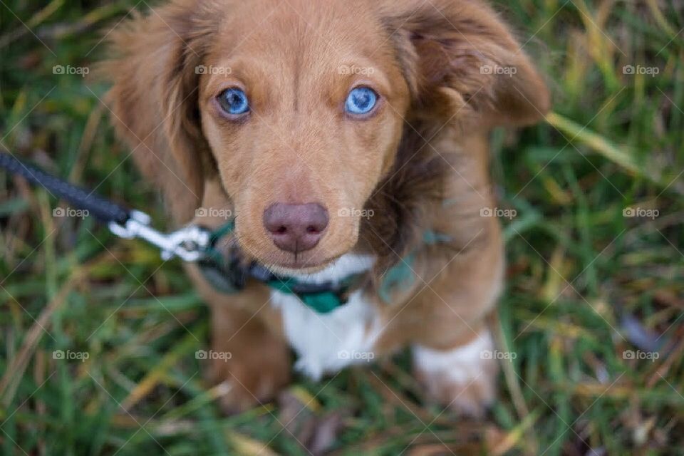 Blue eyed puppy dog dachshund with green collar