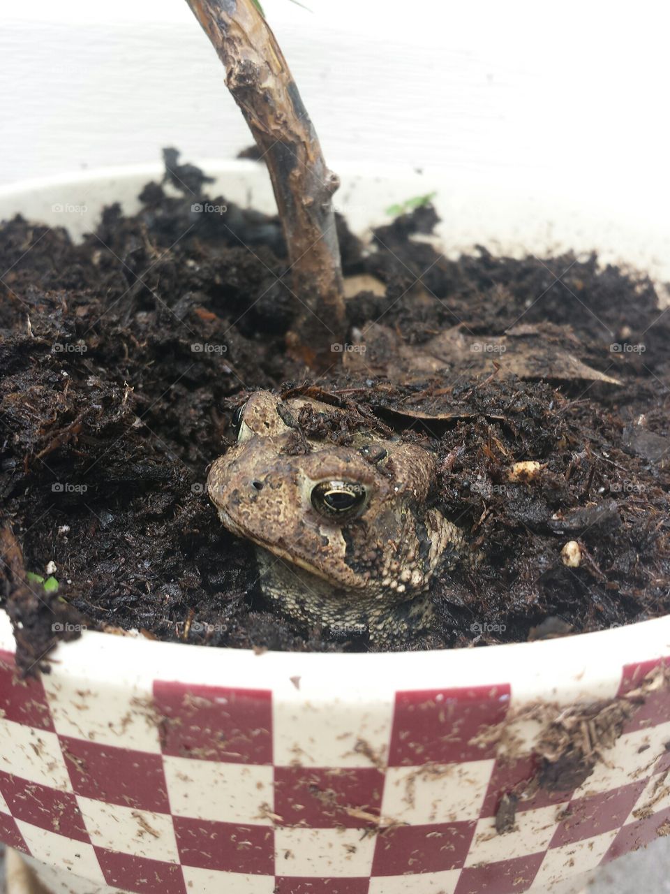 toad pot