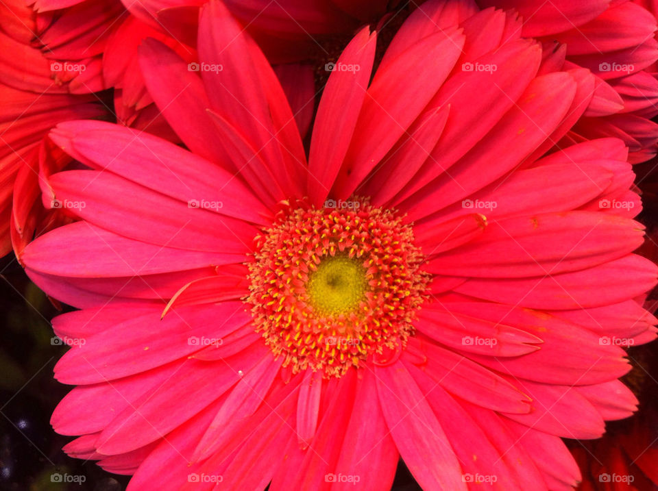 nature flower outdoors red by blackpearl079