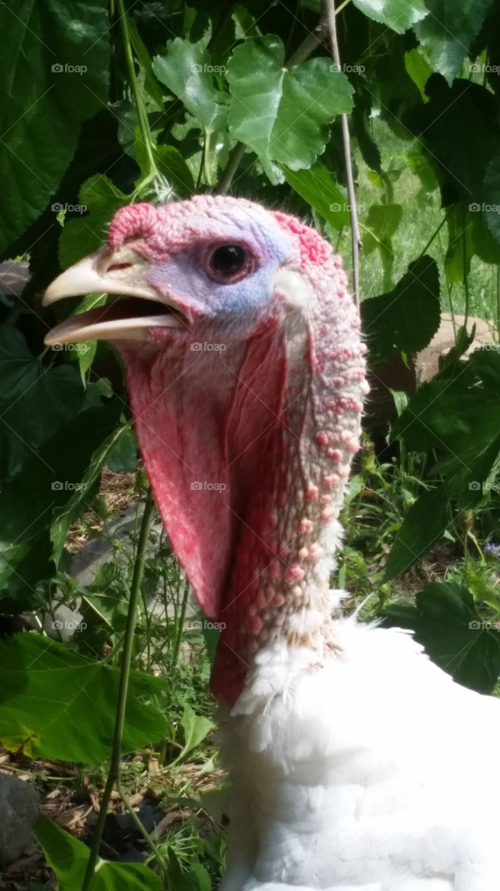 Thanksgiving. Our white Tom.