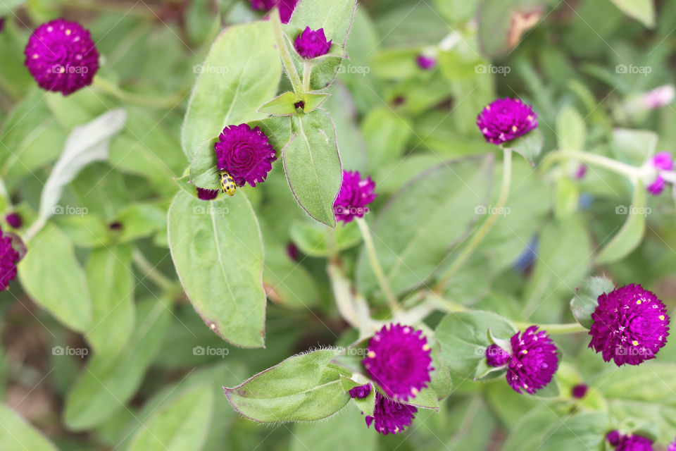 Globe Amaranth