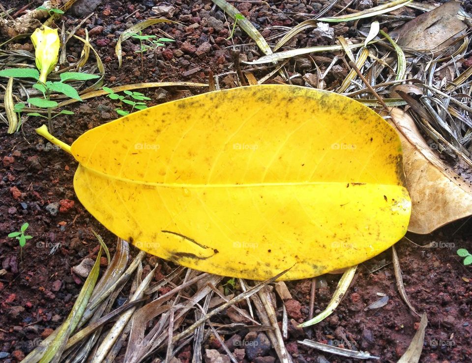 yellow leaf
