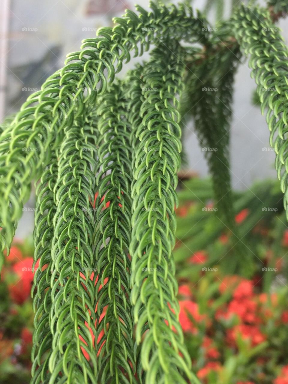 Fir, Spruce or Pine?