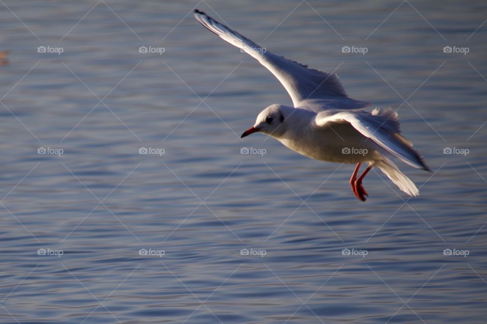 Close-up of seagull flying over sea