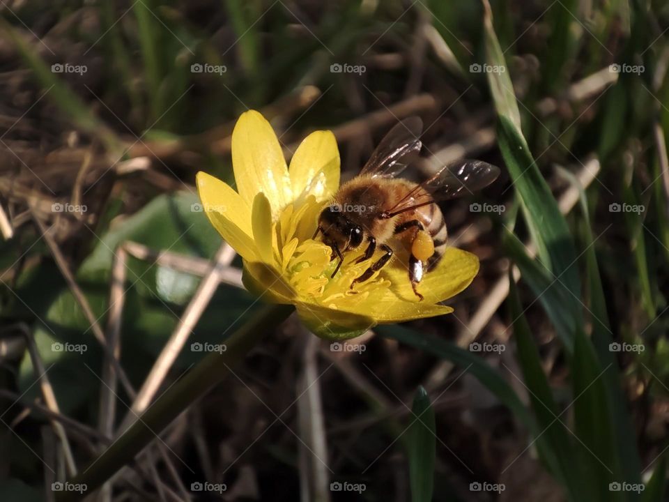Macro photo of a bee sitting on a flower growing in the garden