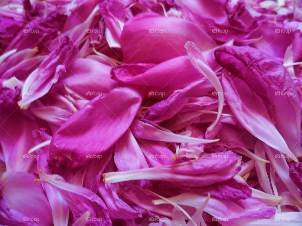 texture of peony petals, macro