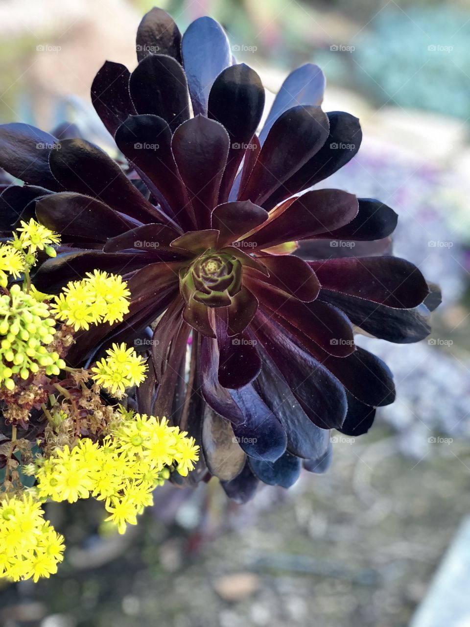 Beautiful Botanicals! Amazing Succulents!