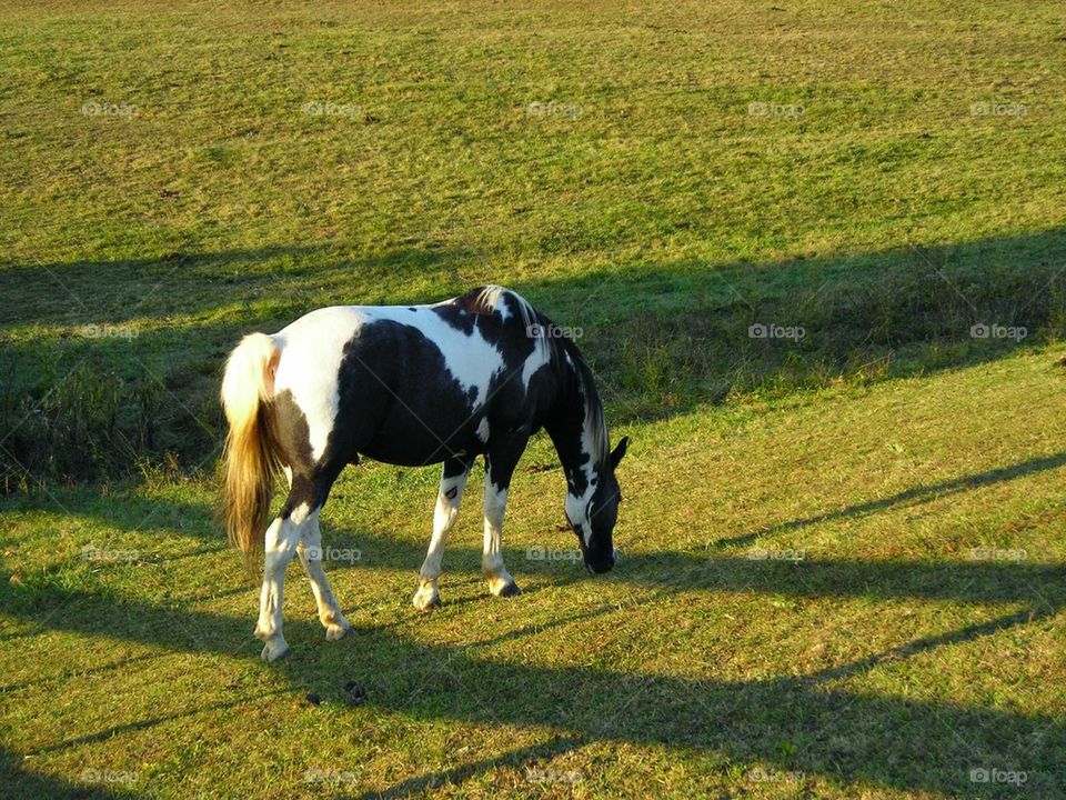 beautiful horse