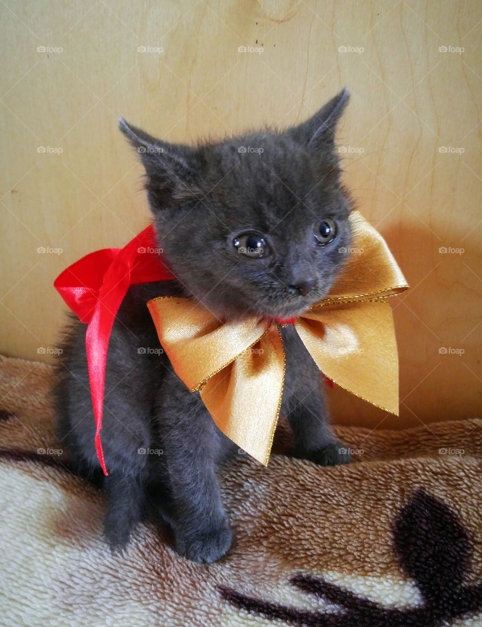Kitten and bow
