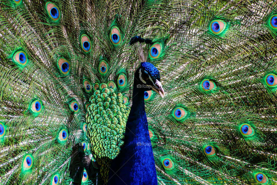 Close-up of beautiful peacock
