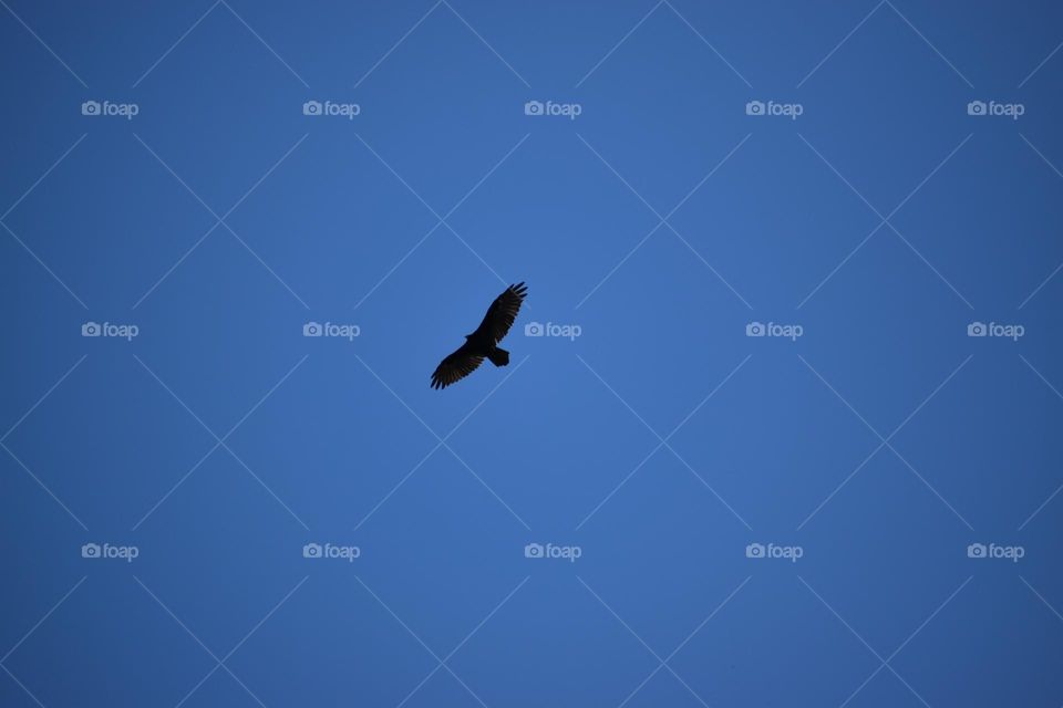 A hawk looks for prey