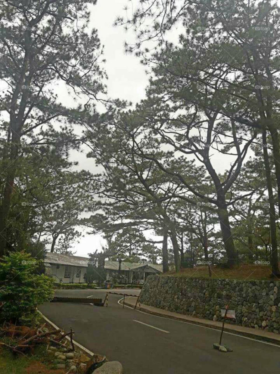 Abundant trees at Camp John Hay at Baguio City, Philippines