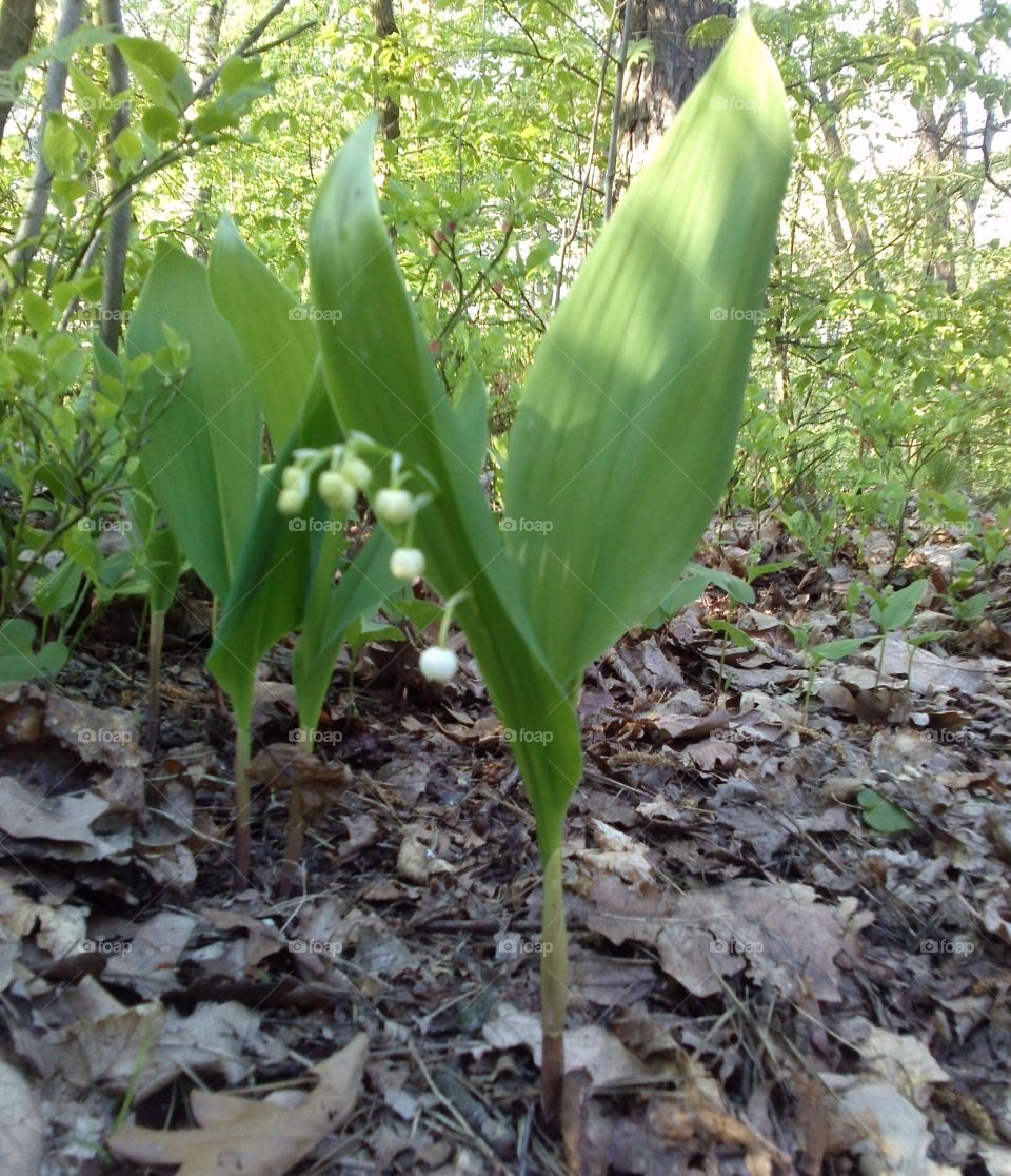 Lily of the Valley