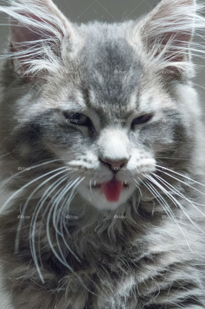 Cat got a tongue?