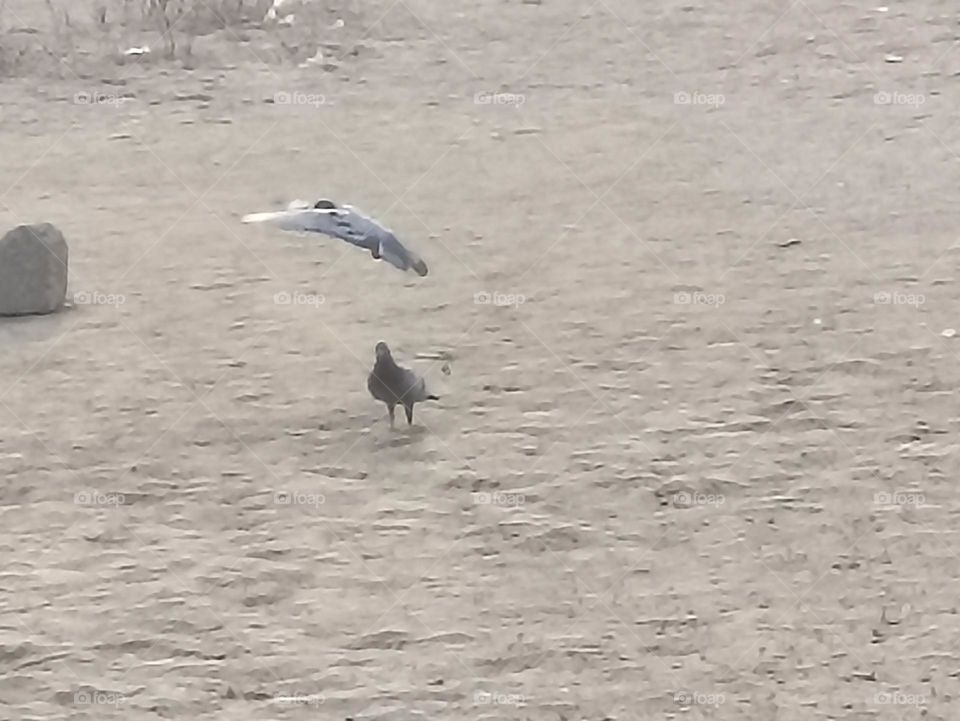 small flight of pigeon