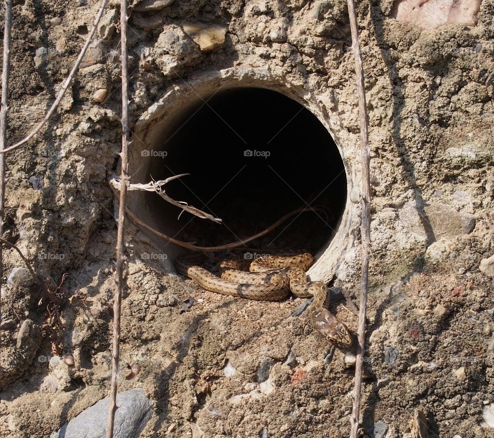 Close-up of snake on hole