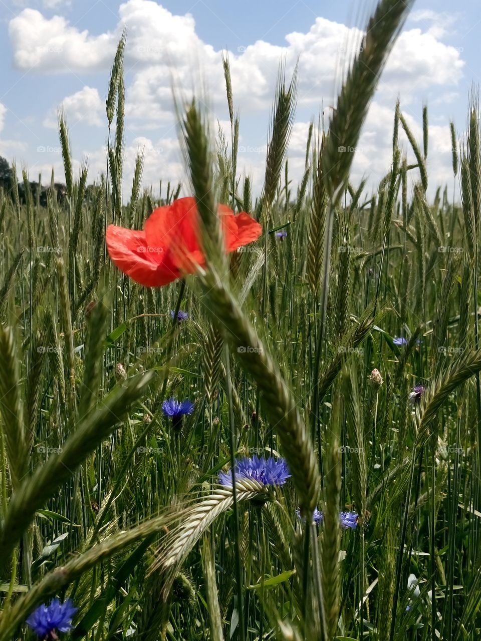 polish nature | summer field grain  and flowers