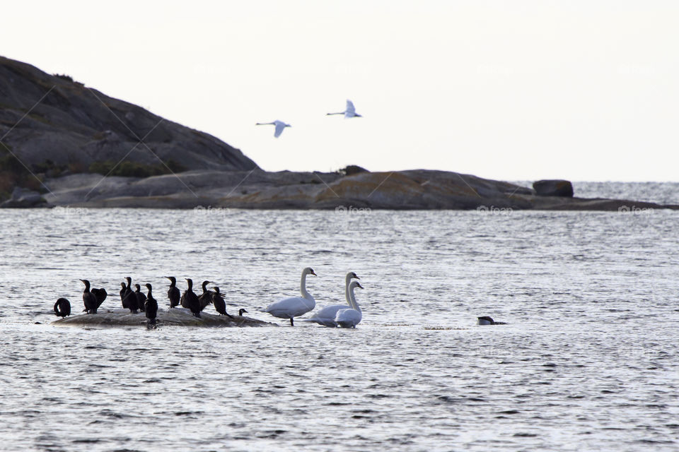 Large birds on a very small island in the sea