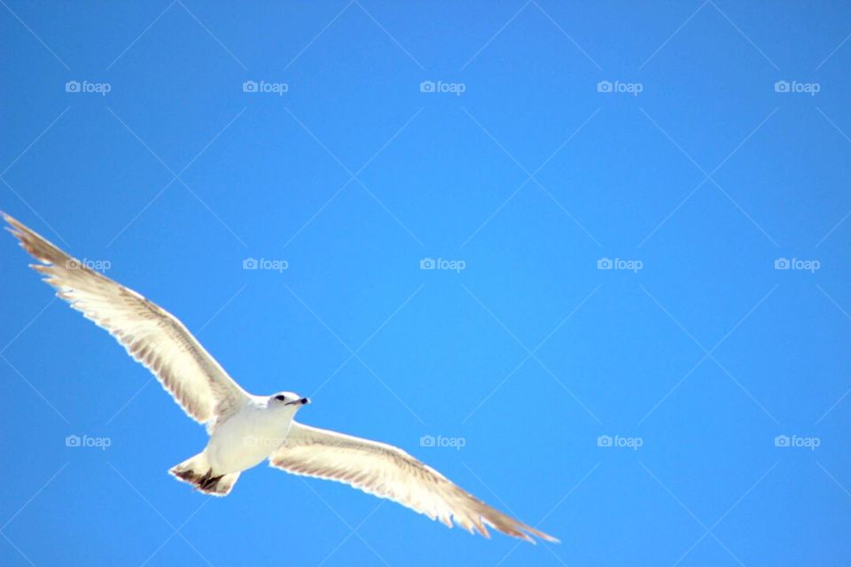 Seagull flying in the sky