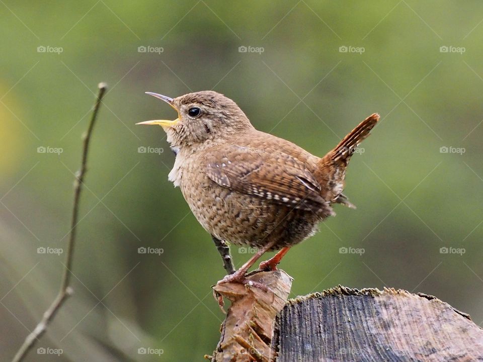 Wren the singer