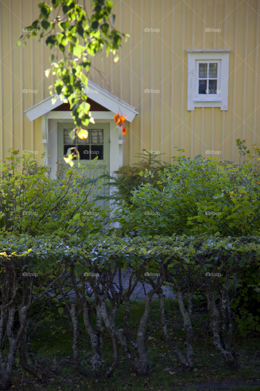 No Person, Tree, Landscape, Flower, Garden