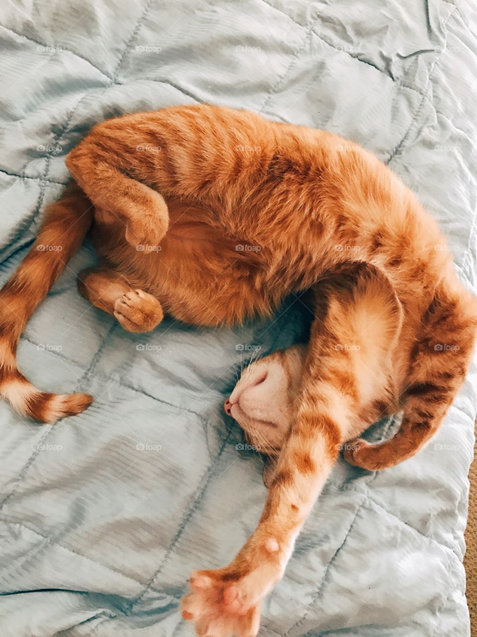 Cat stretch 