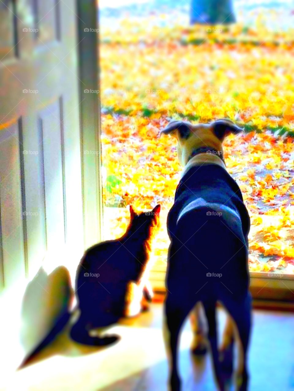 Cat and dog at door looking outside at fall leaves