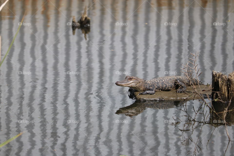 Baby alligator in Louisiana.