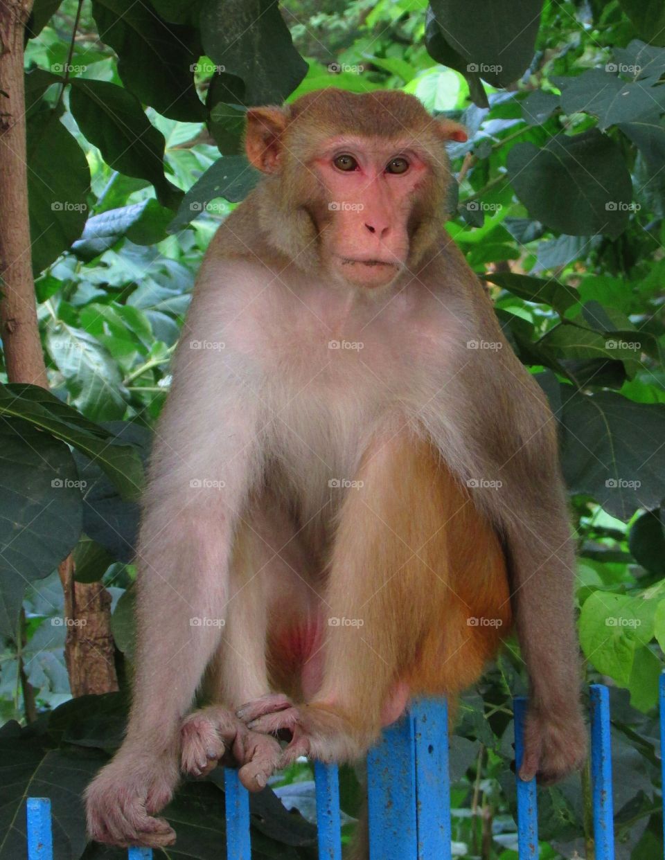 MONKEY , monkey, indian monkey , animal, wildlife, cute monkey, monkey photography, monkey in forest, forest