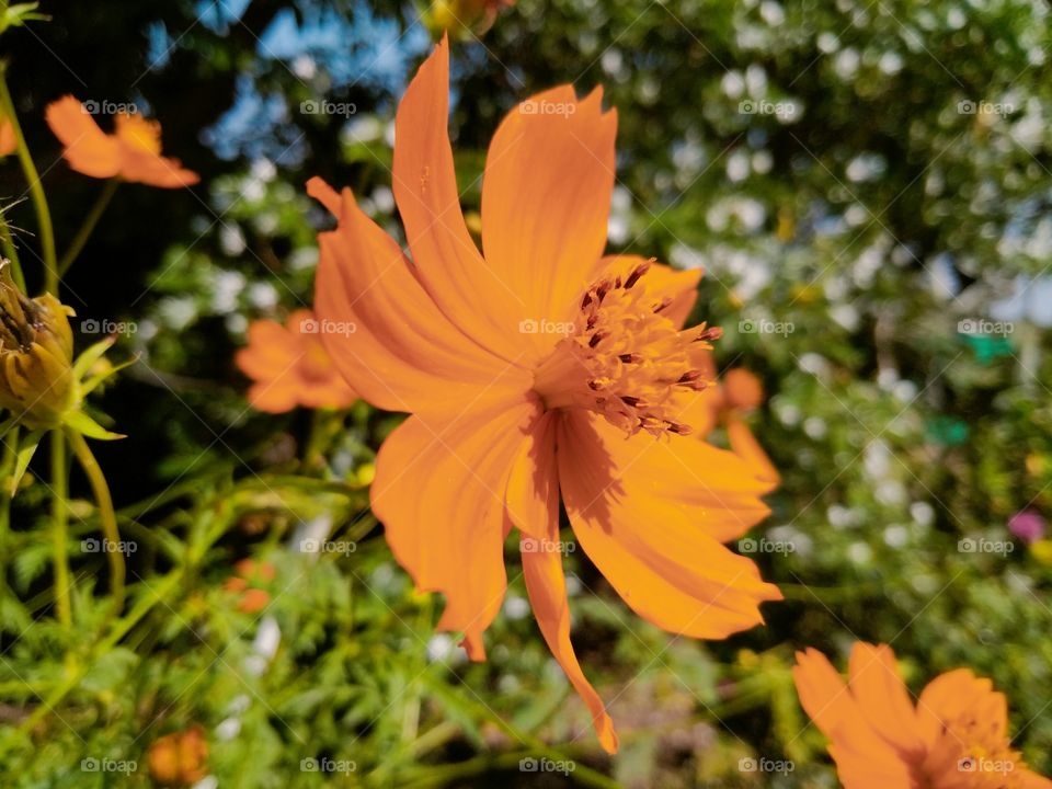 Cosmos sulphureus is a species of flowering plant in the sunflower family Asteraceae, also known as sulfur cosmos and yellow cosmos.