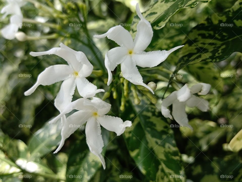 White flowers