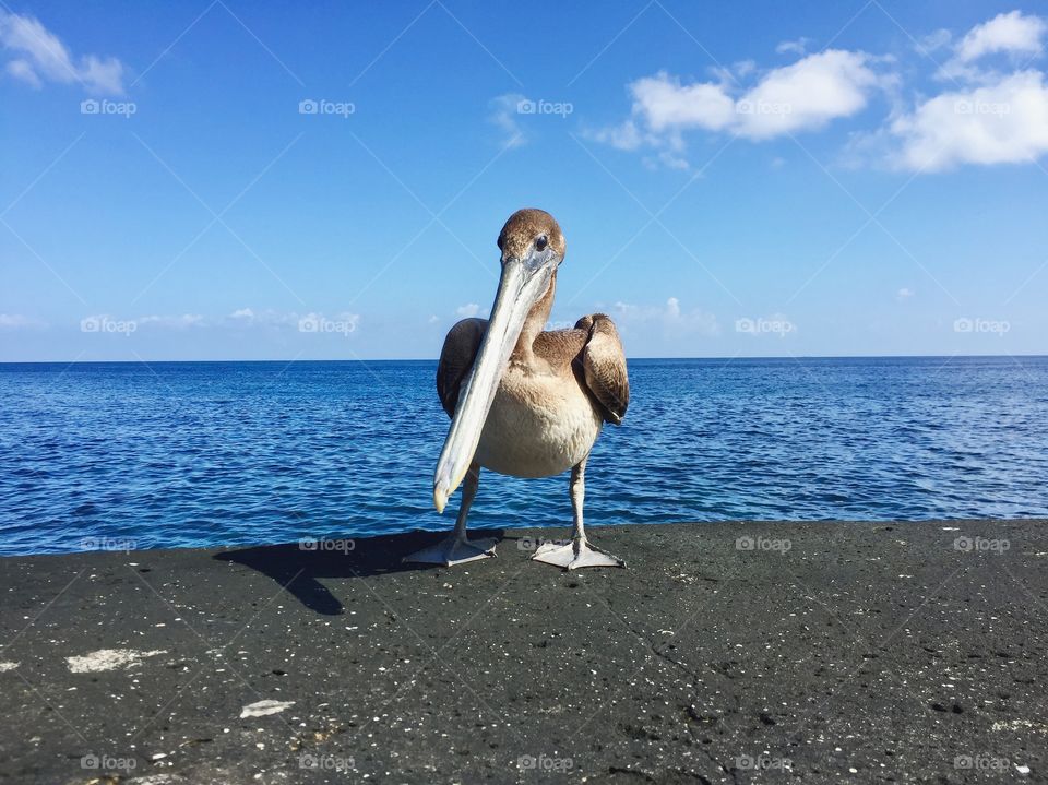 Pelican Cuba 