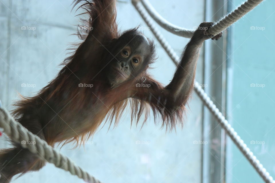 Orangutan looking at camera