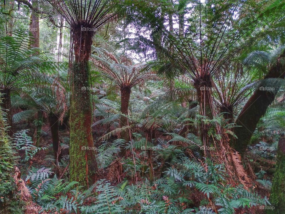 Australian Rainforest 