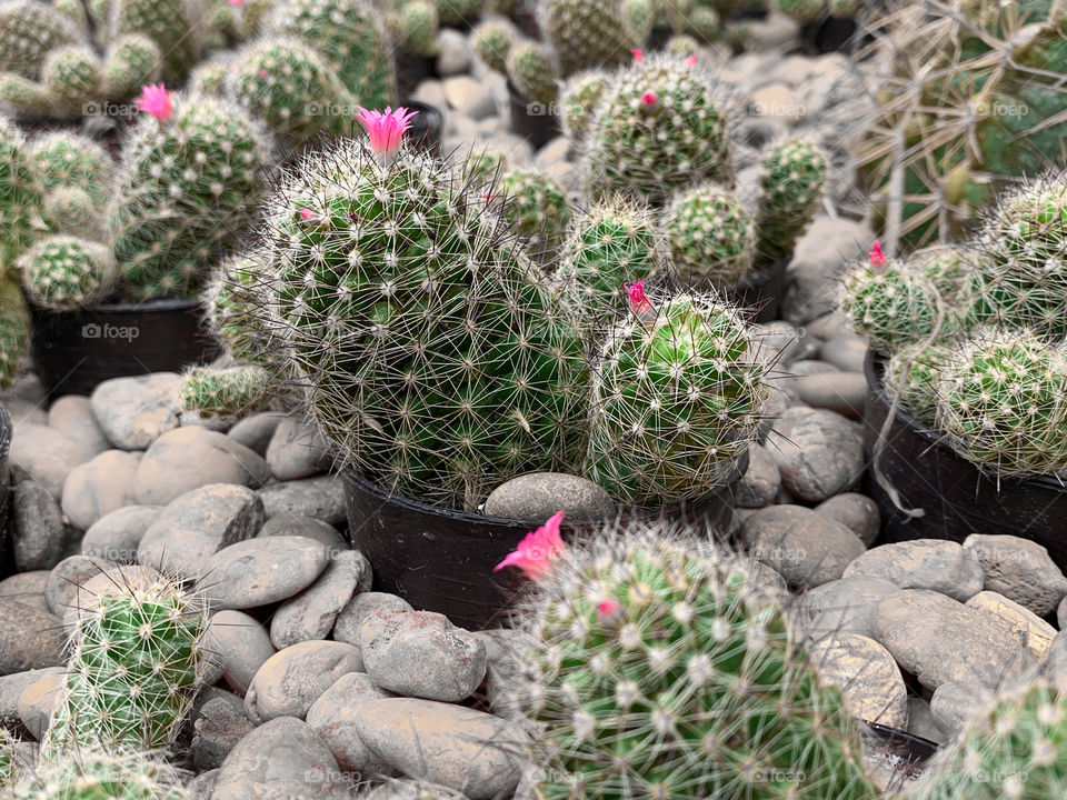 Group of cactus with pink blooming cactus flower surrounded by decorated stone