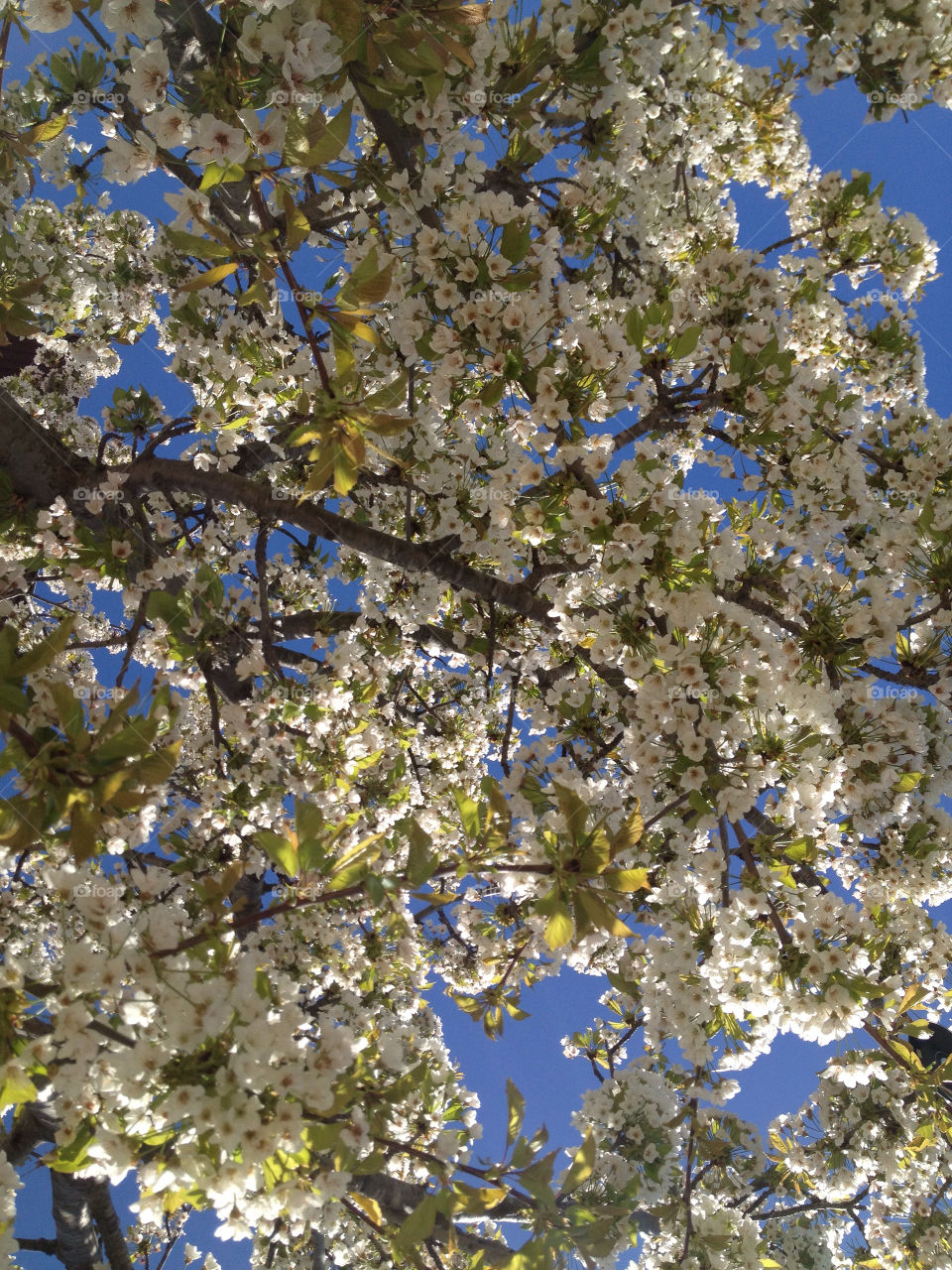 flowers close trees turkey by sse