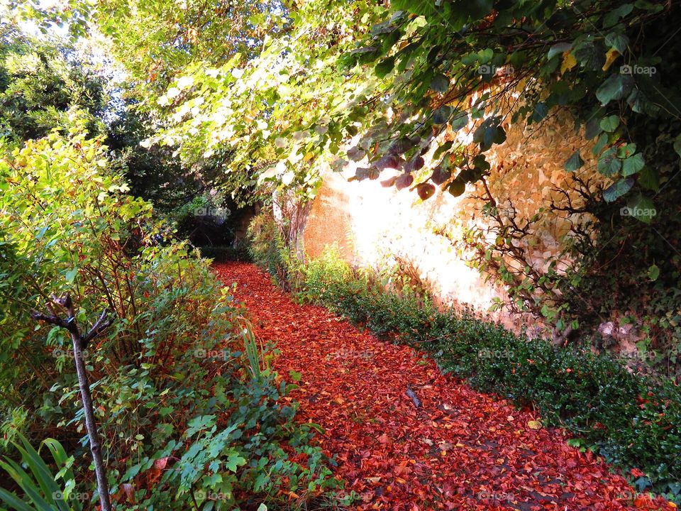 Autumn leaves on footpath